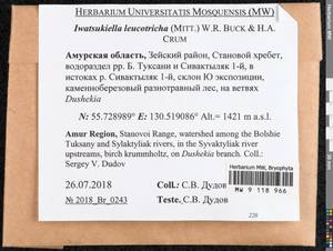Iwatsukiella leucotricha (Mitt.) W.R. Buck & H.A. Crum, Bryophytes, Bryophytes - Russian Far East (excl. Chukotka & Kamchatka) (B20) (Russia)