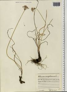 Allium angulosum L., Eastern Europe, Northern region (E1) (Russia)