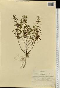 Scutellaria scordiifolia Fisch. ex Schrank, Siberia, Altai & Sayany Mountains (S2) (Russia)