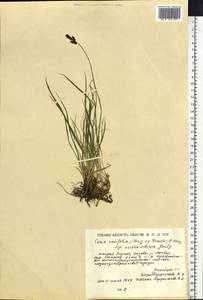 Carex bigelowii subsp. arctisibirica (Jurtzev) Á.Löve & D.Löve, Siberia, Yakutia (S5) (Russia)