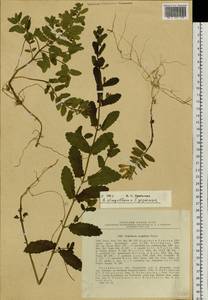 Scutellaria strigillosa Hemsl., Siberia, Russian Far East (S6) (Russia)