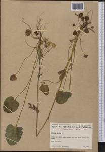 Packera aurea (L.) Á. Löve & D. Löve, America (AMER) (Canada)