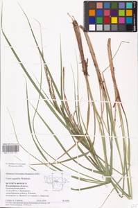 Carex aquatilis Wahlenb., Eastern Europe, Central region (E4) (Russia)