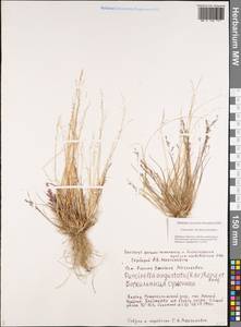 Puccinellia angustata (R.Br.) E.L.Rand & Redfield, Siberia, Yakutia (S5) (Russia)
