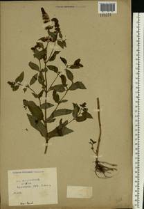 Mentha × piperita L., Eastern Europe, Central region (E4) (Russia)