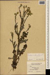 Carduus arabicus Jacq. ex Murray, Crimea (KRYM) (Russia)