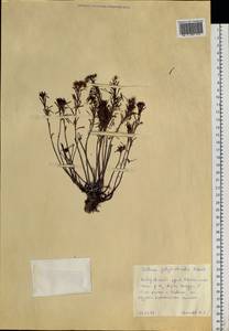Sedum polytrichoides Hemsl. ex Hemsl. & Forbes, Siberia, Russian Far East (S6) (Russia)