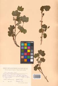 Ribes procumbens Pall., Siberia, Russian Far East (S6) (Russia)