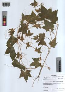 KUZ 003 328, Echinocystis lobata (Michx.) Torr. & Gray, Siberia, Altai & Sayany Mountains (S2) (Russia)