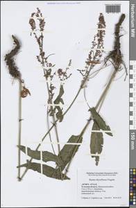 Rumex thyrsiflorus Fingerh., Eastern Europe, Central region (E4) (Russia)