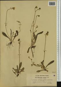 Pilosella acutifolia subsp. acutifolia, Western Europe (EUR) (Austria)