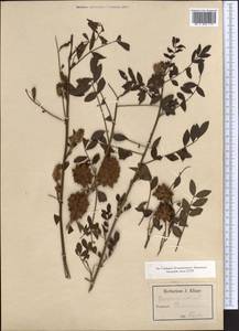 Glycyrrhiza echinata L., Middle Asia, Caspian Ustyurt & Northern Aralia (M8) (Kazakhstan)