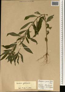Centrapalus pauciflorus (Willd.) H.Rob., Africa (AFR) (Mali)