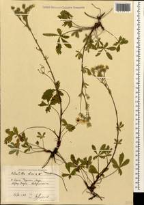 Potentilla recta subsp. obscura (Willd.) Arcang., Caucasus, Black Sea Shore (from Novorossiysk to Adler) (K3) (Russia)