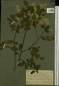 Cotoneaster melanocarpus G. Lodd., Siberia, Altai & Sayany Mountains (S2) (Russia)