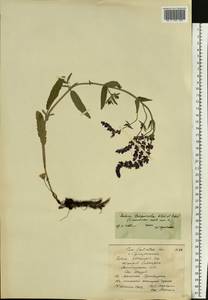 Salvia nemorosa subsp. pseudosylvestris (Stapf) Bornm., Eastern Europe, Northern region (E1) (Russia)