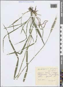 Hordelymus europaeus (L.) Jess. ex Harz, Caucasus, Stavropol Krai, Karachay-Cherkessia & Kabardino-Balkaria (K1b) (Russia)