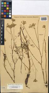 Hyalolaena trichophylla (Schrenk) Pimenov & Kljuykov, Middle Asia, Dzungarian Alatau & Tarbagatai (M5) (Kazakhstan)