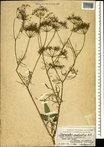 Chaerophyllum angelicifolium M. Bieb., Caucasus, Abkhazia (K4a) (Abkhazia)