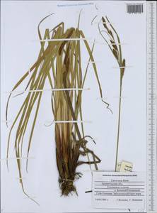 Carex recta Boott, Eastern Europe, Northern region (E1) (Russia)