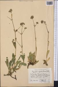 Gypsophila cephalotes (Schrenk) F.N. Williams, Middle Asia, Western Tian Shan & Karatau (M3) (Kazakhstan)