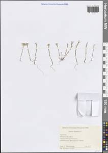 Minuartia hamata (Hausskn. & Bornm.) Mattf., Caucasus, Armenia (K5) (Armenia)