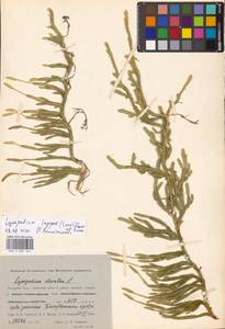 Lycopodium lagopus (Laest. ex C. Hartm.) Zinserl. ex Kuzen., Siberia, Western Siberia (S1) (Russia)