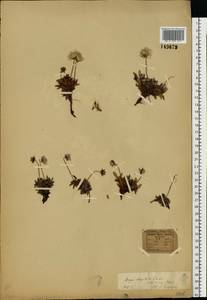 Dryas octopetala L., Western Europe (EUR) (Svalbard and Jan Mayen)
