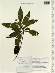 Polygala karensium Kurz, South Asia, South Asia (Asia outside ex-Soviet states and Mongolia) (ASIA) (Vietnam)