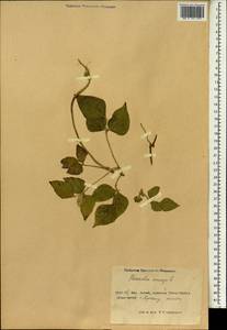 Vigna mungo (L.)Hepper, South Asia, South Asia (Asia outside ex-Soviet states and Mongolia) (ASIA) (China)