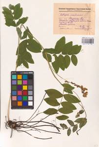 Lathyrus pisiformis L., Eastern Europe, Middle Volga region (E8) (Russia)