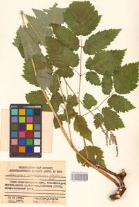Aruncus dioicus (Walter) Fernald, Siberia, Russian Far East (S6) (Russia)