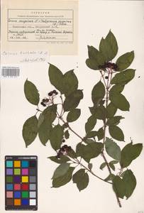 Cornus sanguinea L., Eastern Europe, Central forest-and-steppe region (E6) (Russia)