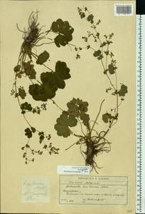 Alchemilla semilunaris Alechin, Eastern Europe, Moscow region (E4a) (Russia)