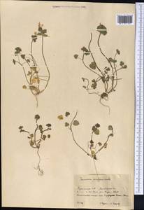 Lamium amplexicaule L., Middle Asia, Kopet Dag, Badkhyz, Small & Great Balkhan (M1) (Turkmenistan)