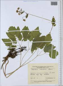 Thalictrum tuberiferum Maxim., Siberia, Russian Far East (S6) (Russia)