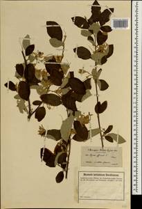 Styrax officinalis L., South Asia, South Asia (Asia outside ex-Soviet states and Mongolia) (ASIA) (Turkey)