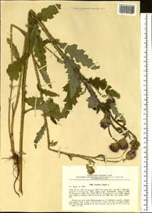 Carduus crispus L., Siberia, Russian Far East (S6) (Russia)