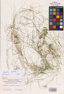 Agrostis canina L., Eastern Europe (no precise locality) (E0)