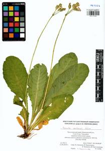 Primula elatior subsp. pallasii (Lehm.) W. W. Sm. & Forrest, Siberia, Altai & Sayany Mountains (S2) (Russia)