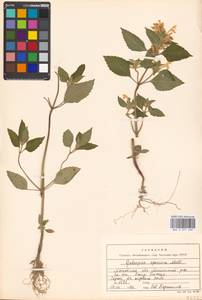 Galeopsis speciosa Mill., Eastern Europe, Moscow region (E4a) (Russia)