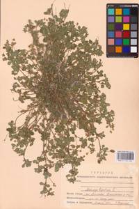 Medicago lupulina L., Eastern Europe, Lower Volga region (E9) (Russia)