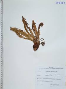 Dryopteris fragrans (L.) Schott, Siberia, Russian Far East (S6) (Russia)
