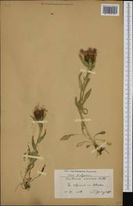 Centaurea nervosa Willd., Western Europe (EUR) (Bulgaria)