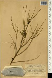 Tamarix laxa Willd., South Asia, South Asia (Asia outside ex-Soviet states and Mongolia) (ASIA) (China)