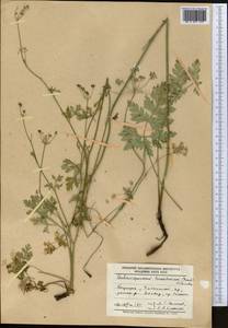 Aulacospermum turkestanicum (Franch.) Schischk., Middle Asia, Western Tian Shan & Karatau (M3) (Kyrgyzstan)