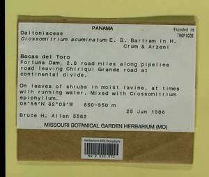 Crossomitrium acuminatum E.B. Bartram, Bryophytes, Bryophytes - America (BAm) (Panama)