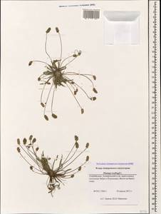 Plantago loeflingii L., Caucasus, Azerbaijan (K6) (Azerbaijan)