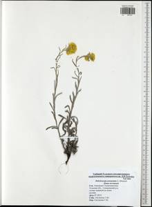 Helichrysum arenarium (L.) Moench, Eastern Europe, Central region (E4) (Russia)