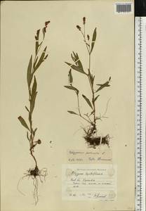 Persicaria maculosa Gray, Eastern Europe, North Ukrainian region (E11) (Ukraine)